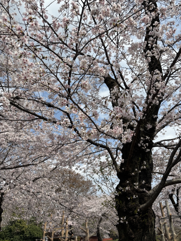 猿と一緒にお花見🌸【井の頭自然文化園】