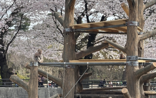 猿と一緒にお花見🌸【井の頭自然文化園】