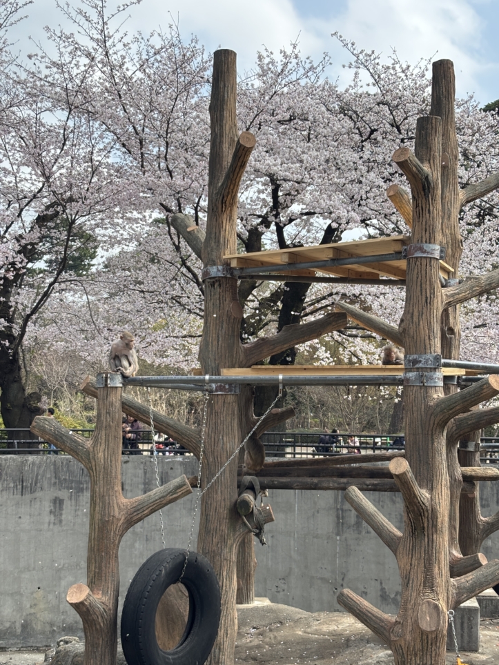 猿と一緒にお花見🌸【井の頭自然文化園】