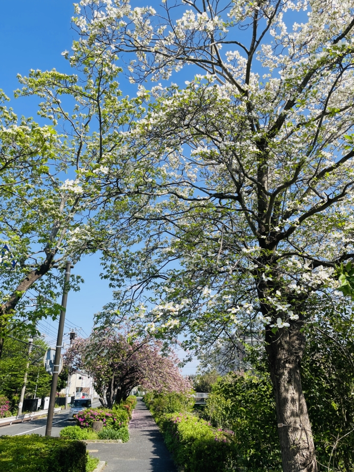 【旭区】帷子川沿い　八重桜のトンネル