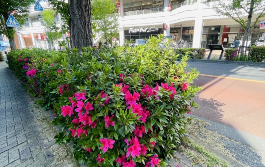 【旭区】二俣川店前の街路樹の新緑とつつじ
