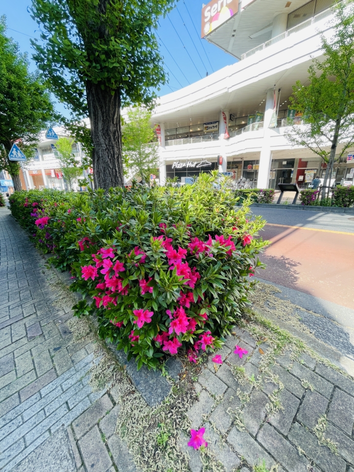 【旭区】二俣川店前の街路樹の新緑とつつじ