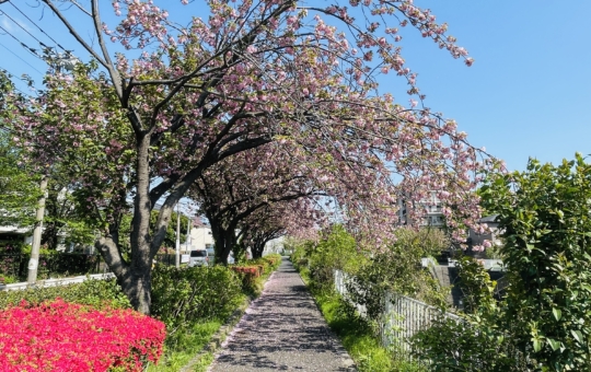 【旭区】帷子川沿い　八重桜のトンネル