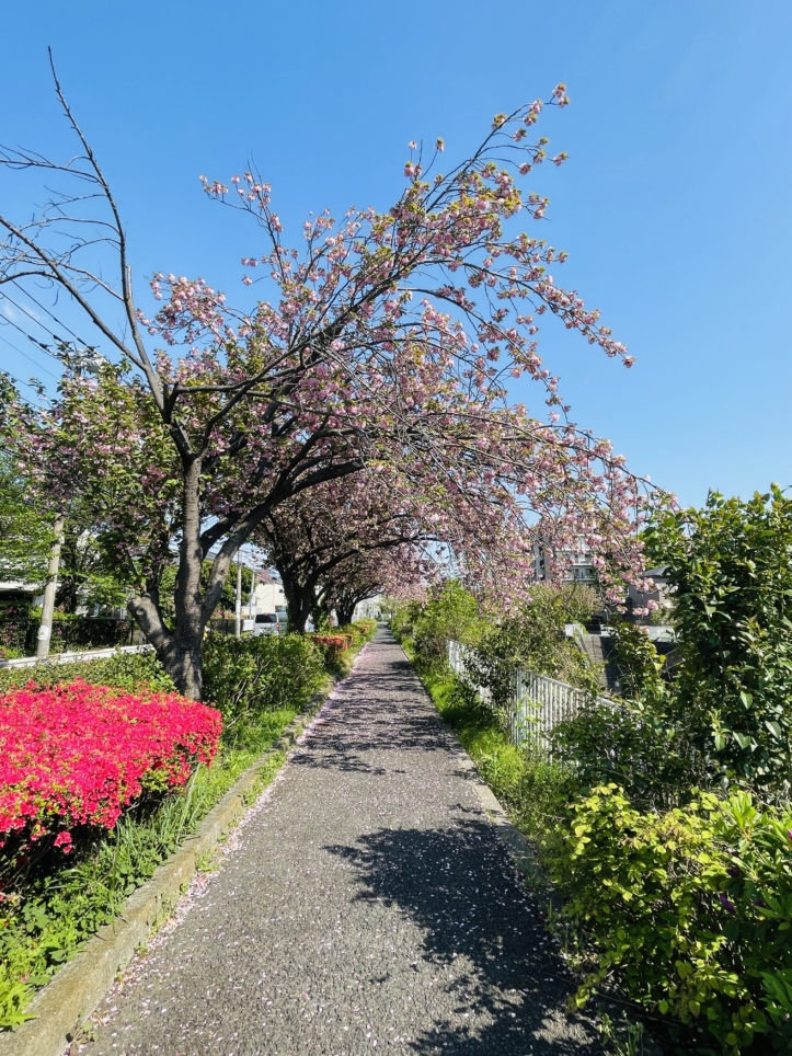【旭区】帷子川沿い　八重桜のトンネル