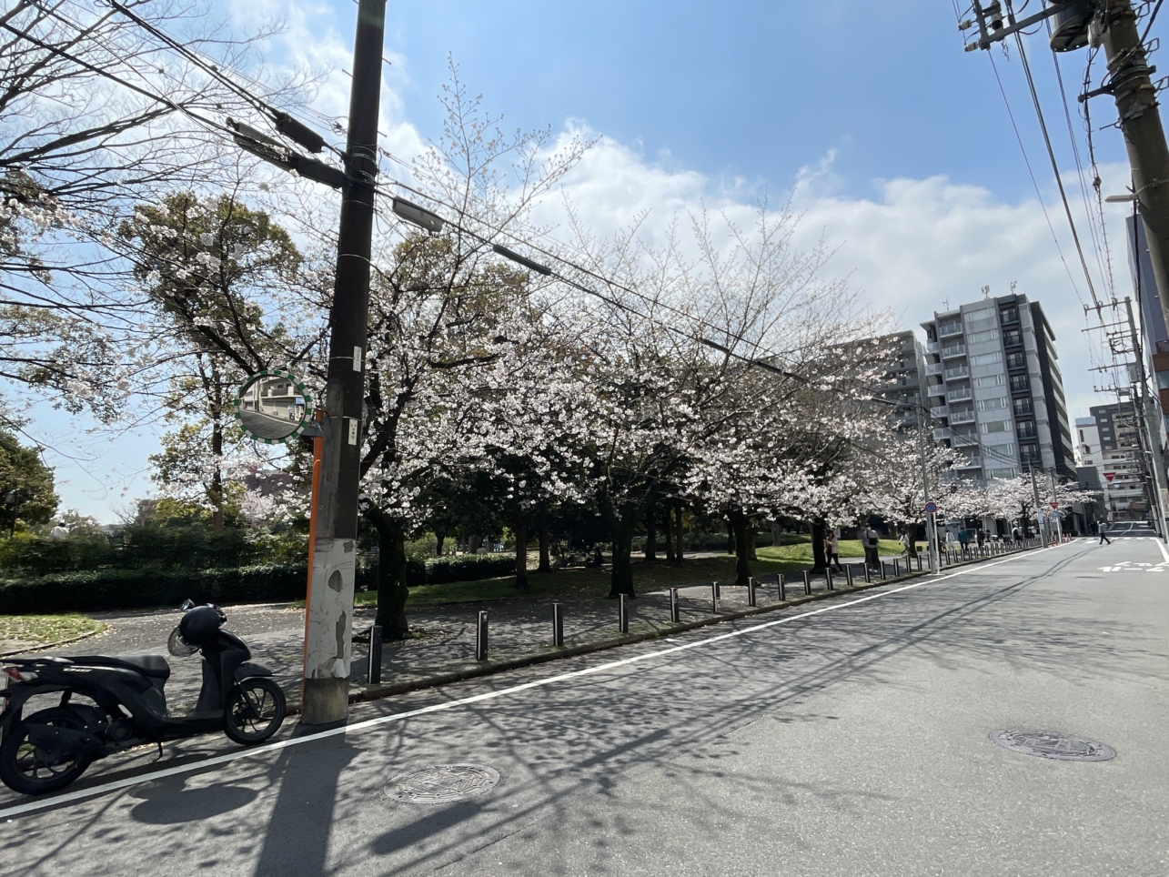 🌸反町公園の桜🌸