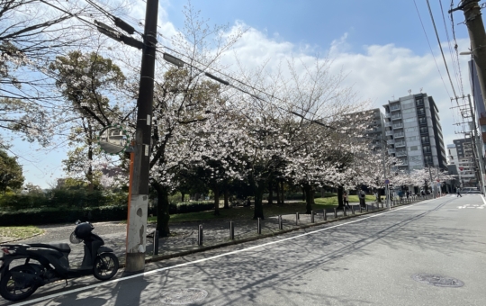 🌸反町公園の桜🌸