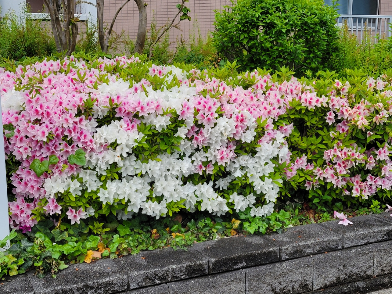 烏山・仙川エリア🌸ツツジの花2026