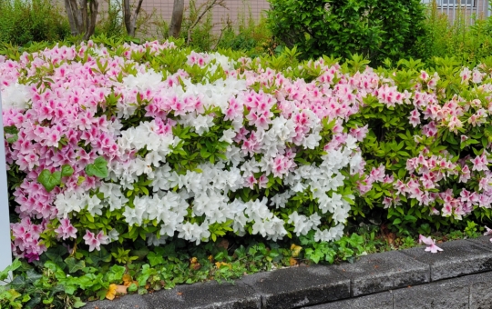 烏山・仙川エリア🌸ツツジの花2026