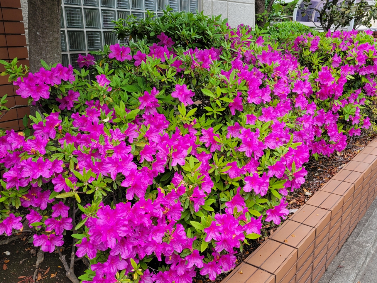 烏山・仙川エリア🌸ツツジの花2026
