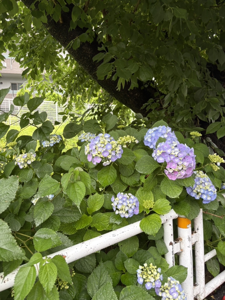 ☆もうすぐ梅雨時期☆【笹塚駅近く】