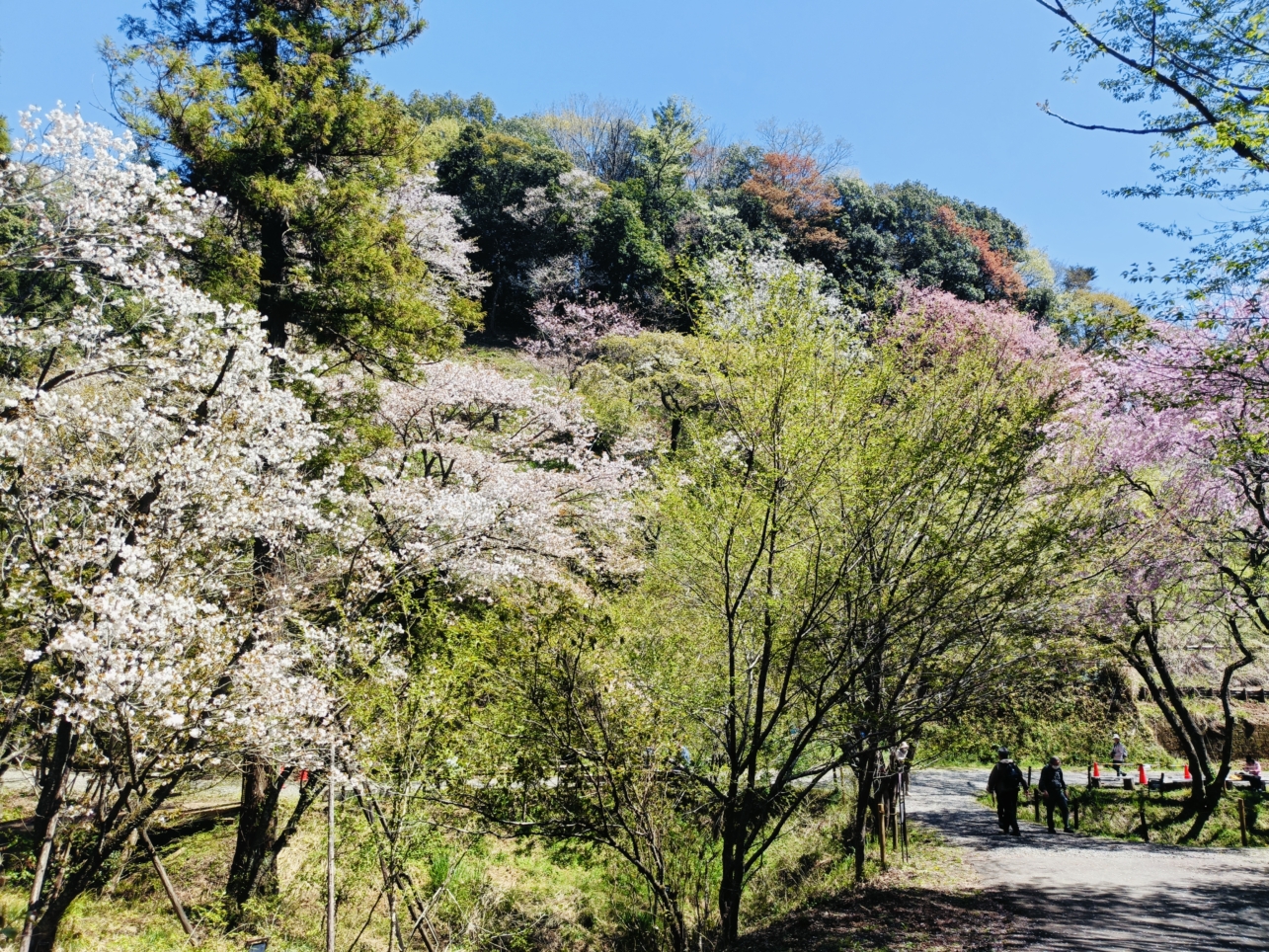 里山風の花見【森林総合研究所】