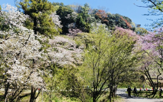 里山風の花見【森林総合研究所】