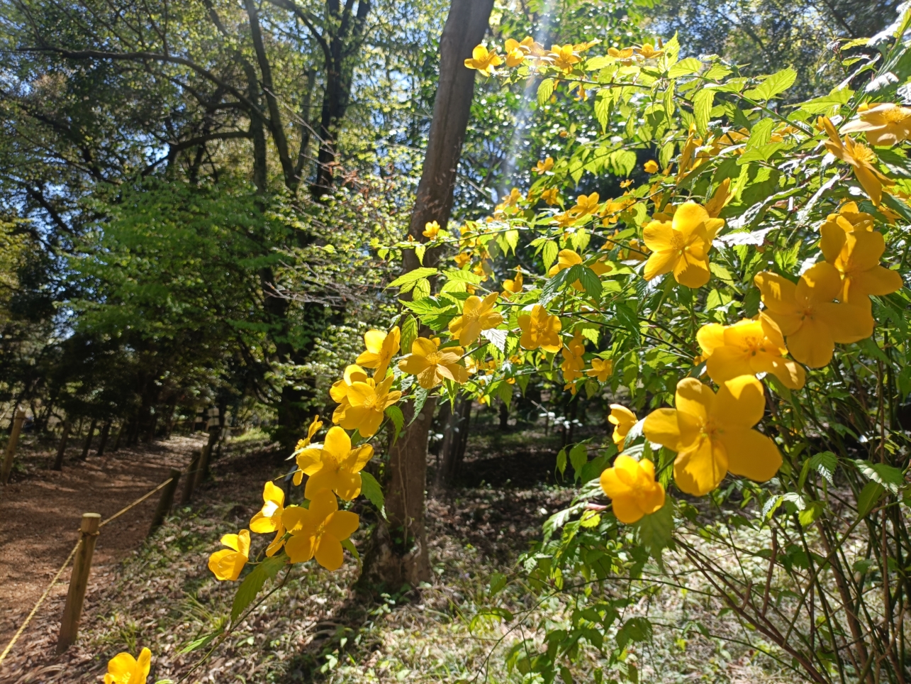 里山風の花見【森林総合研究所】