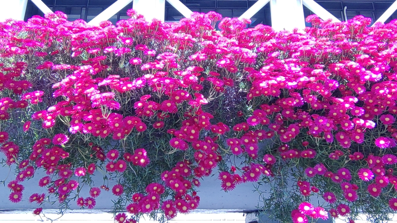 【保土ヶ谷区】区役所を彩る花々