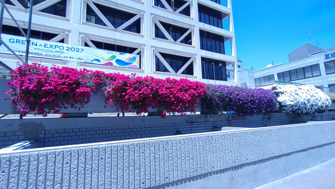 【保土ヶ谷区】区役所を彩る花々