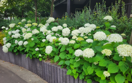 アナベル・あじさいまつり🌼