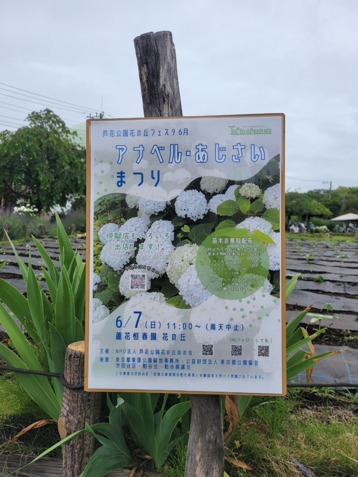 アナベル・あじさいまつり🌼