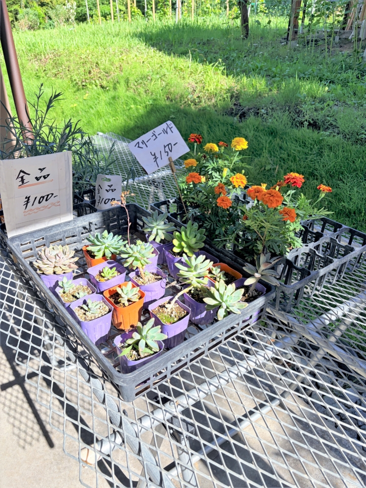 新鮮な恵みと可愛いお花に出会える！岡上の野菜・果物直売所♪
