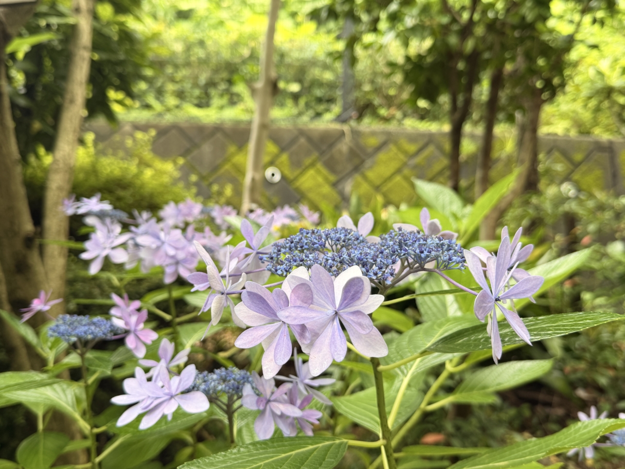 ☆あじさい☆