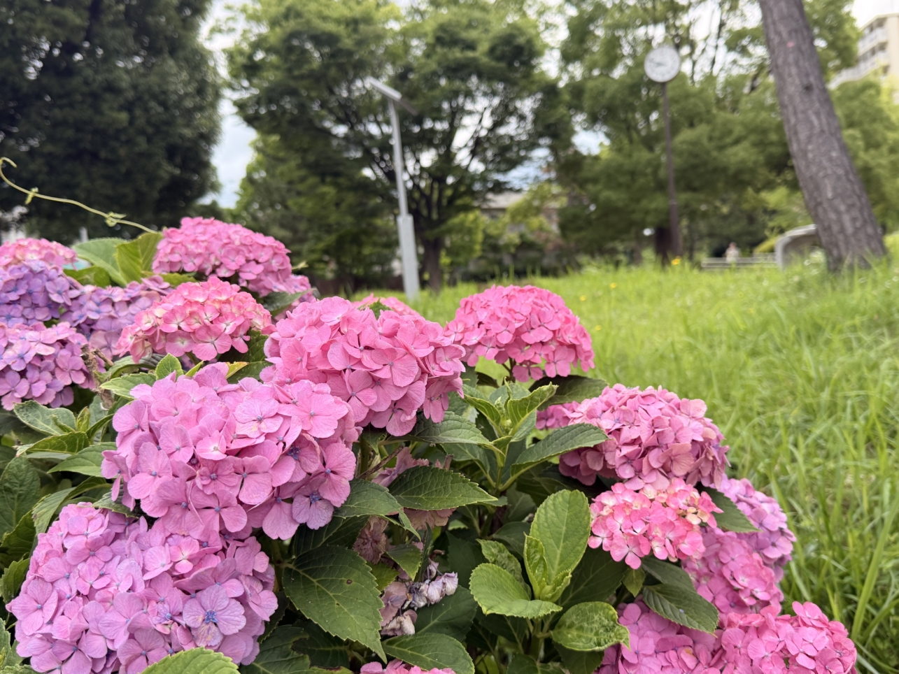 ☆あじさい☆