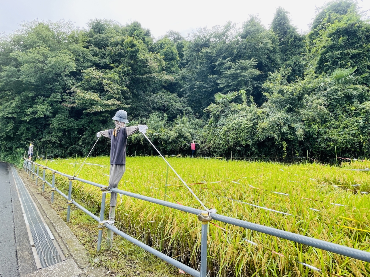 【ほどがや☆元気村】日本の原風景をバトンタッチ