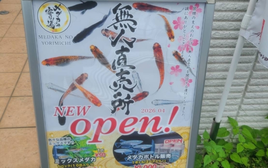 【メダカの寄り道無人直売所】涼し気でカワイイめだかの学校？