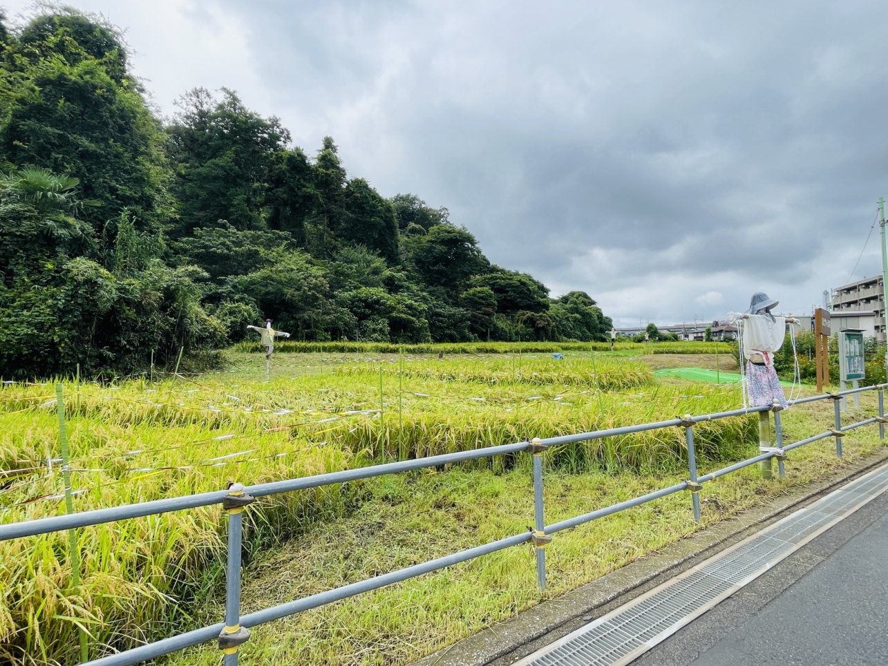 【ほどがや☆元気村】日本の原風景をバトンタッチ
