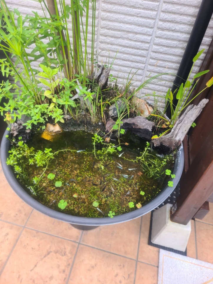 【メダカの寄り道無人直売所】涼し気でカワイイめだかの学校？