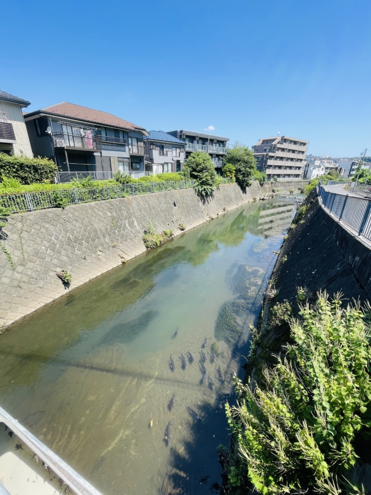 【帷子川　鯉】長雨での増水で迷子にならないのか心配